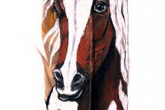 1-Freiheit.Pferd_