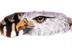 2-Botschaft-Adler