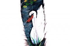 42-Schoenheit-Schwan