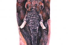 49-Elefant-Staerke-