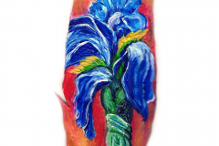 63-Schwertlilie-Iris