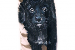 70-Hirtenhund