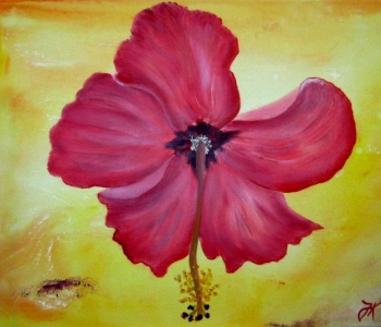 Hibiskus