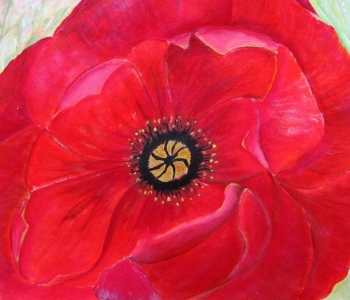 Mohn