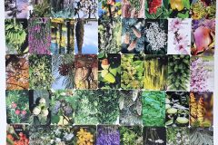 Lebensengel Baum - Pflanzen Karten