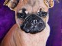 Tiere