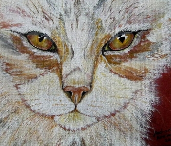 Katze
