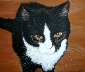 Kater