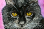 Panther